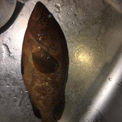 狙い通り!?アコーペーン。