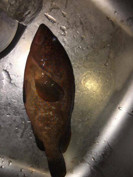 狙い通り!?アコーペーン。