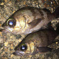 漁港で数釣りメバリング