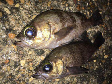 漁港で数釣りメバリング