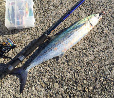 サゴシとエソフェスタ