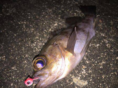 良型メバル爆釣