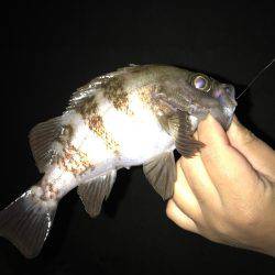 大潮大満足釣行！！昨日に引き続き大潮メバリング！！