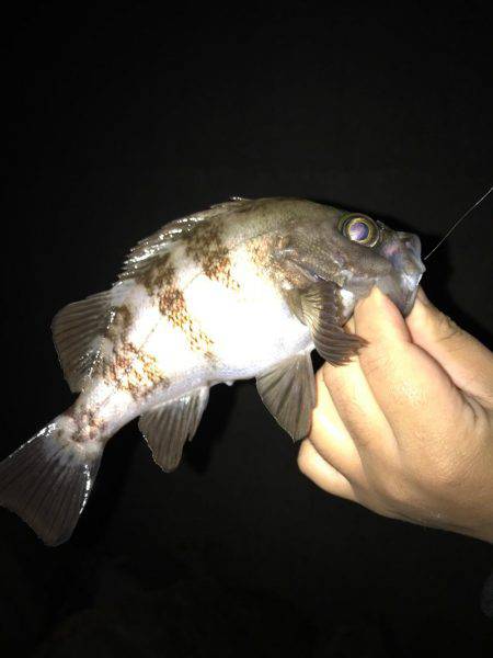 大潮大満足釣行！！昨日に引き続き大潮メバリ…