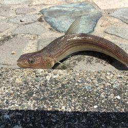 今日はエソも。