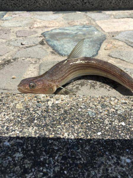 今日はエソも。