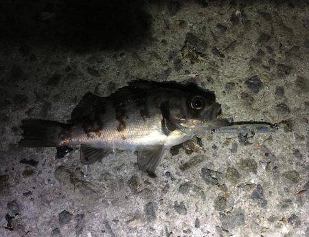 メバリング釣行