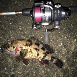 チヌに振られて