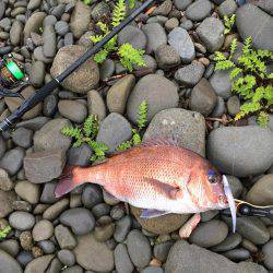 初ショアマダイ！