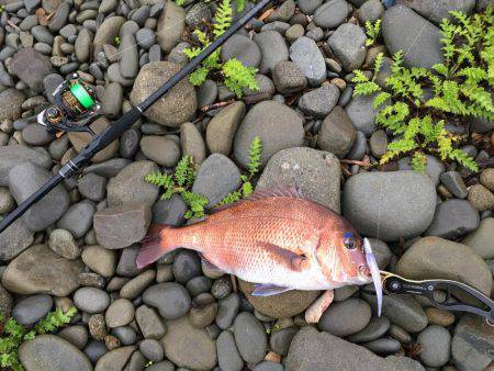 初ショアマダイ！