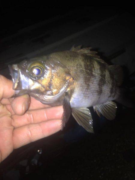 良形のメバル釣れました！