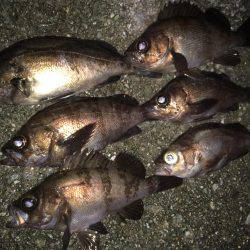 雨上がりメバリング