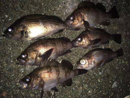 雨上がりメバリング