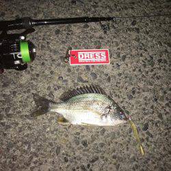 テクトロでキビレ