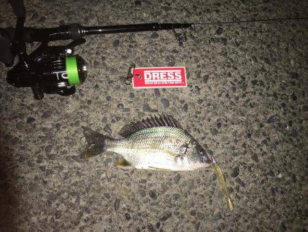 テクトロでキビレ