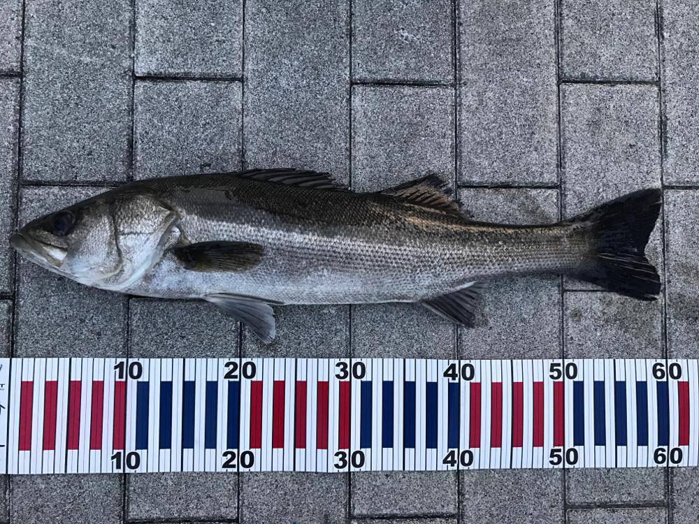 ゴールデンウィーク（GW）2018　大阪でオススメの釣り