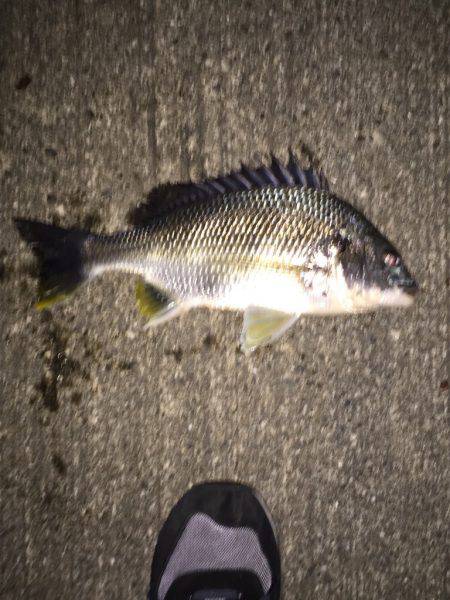 人生初チヌ求めて