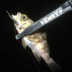 順調に釣れております(^^)