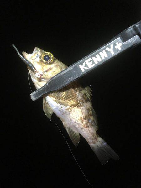 順調に釣れております(^^)