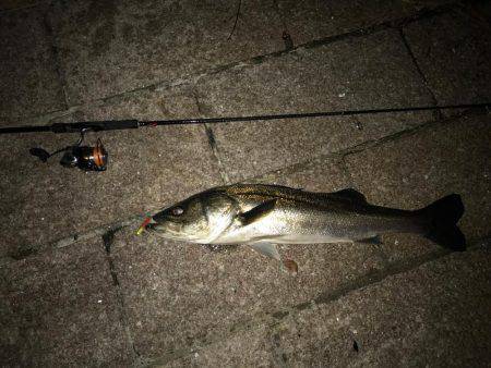 バチ抜けシーバス調査