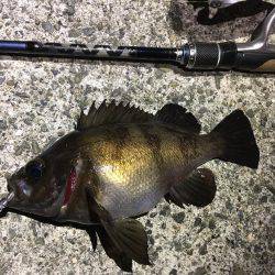 フロートリグでメバリング