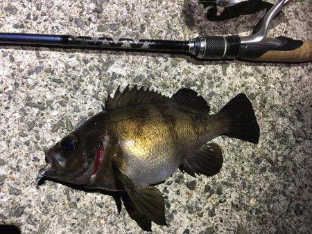 フロートリグでメバリング