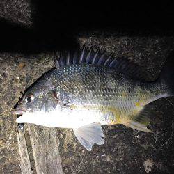 サクッとチニング