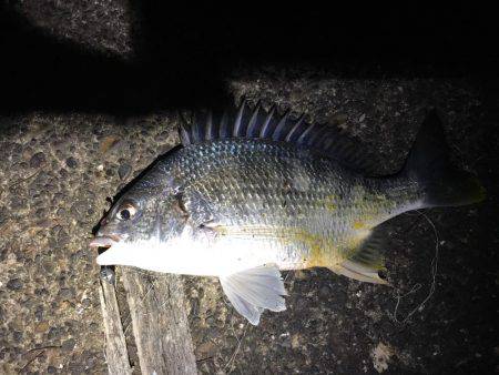 サクッとチニング