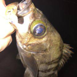 大潮メバリング