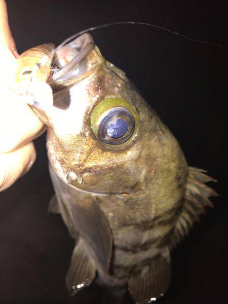 大潮メバリング