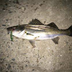 舞洲バチシー開幕？