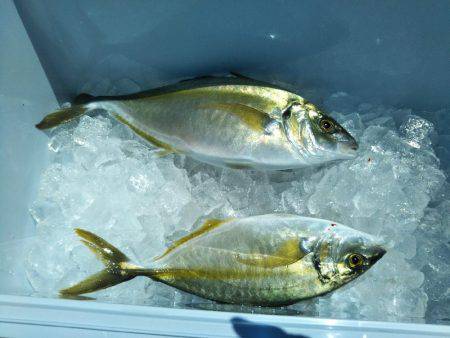 海上釣堀オーパ！シマアジ祭り