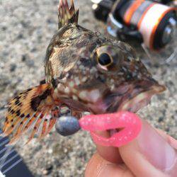 メバリングのはずがガシリング。