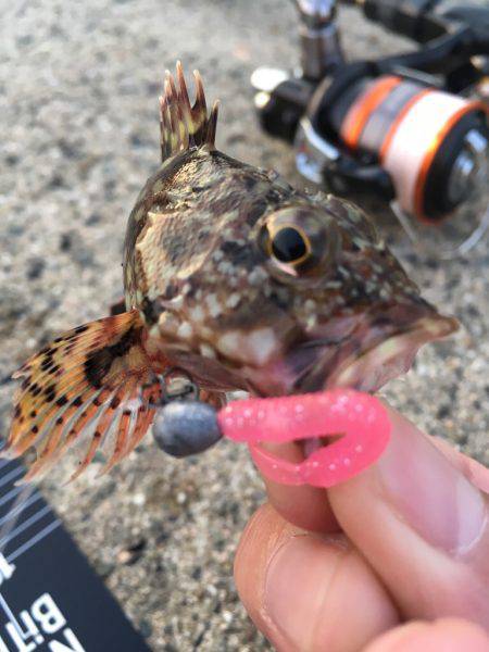 メバリングのはずがガシリング。