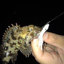 メバリング難攻!!釣れたのはミニガシラ‥