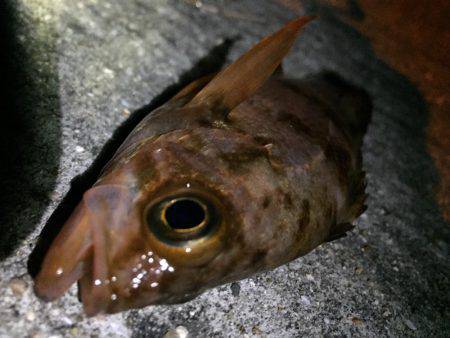 宇野港でナイトフィッシング