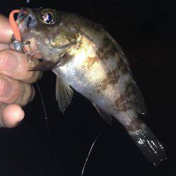 垂水漁港でメバリング!!