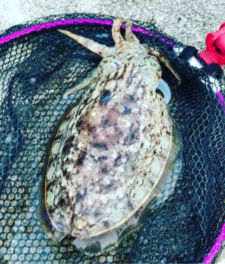 コウイカ数釣りシーズン少なめの7杯