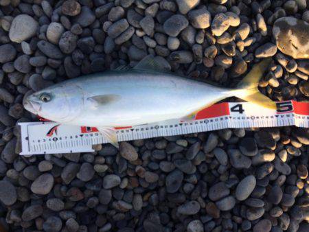 煙樹ヶ浜で初青物