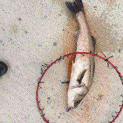 サゴシはいずこへ？