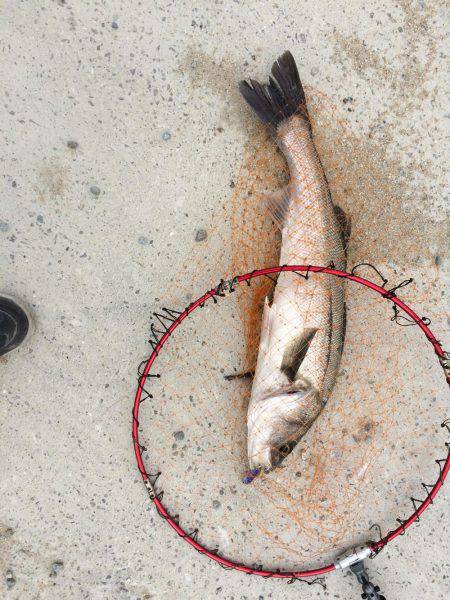 サゴシはいずこへ？