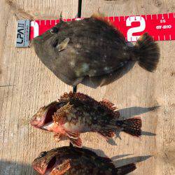 カワハギ釣れたよ