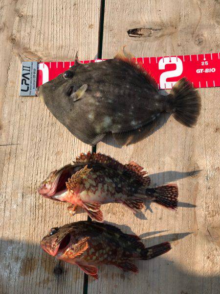 カワハギ釣れたよ