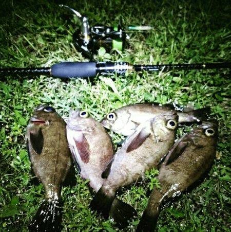 プラッキングメバル