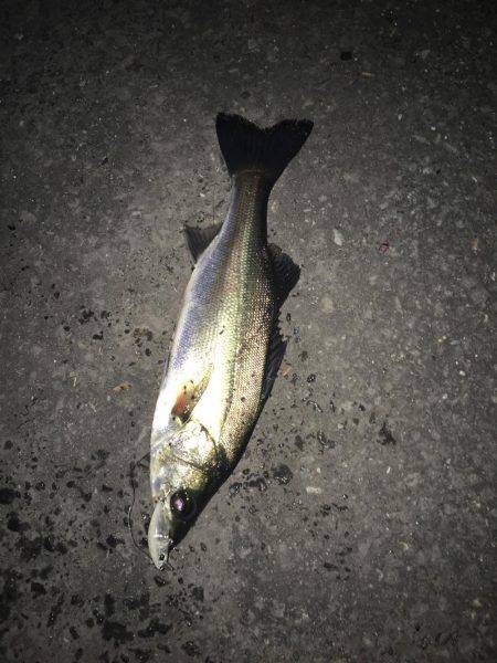 プラグにヒット