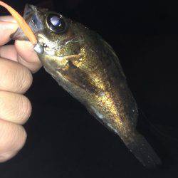 垂水漁港でメバリング!!