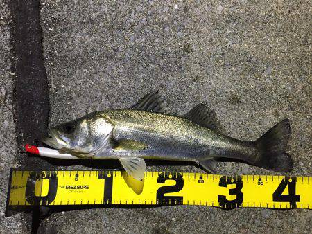 四日市運河 爆釣