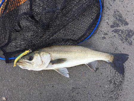 四日市港 デイゲーム