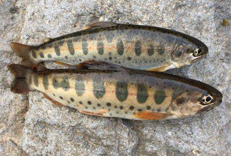 荘川でのルアートラウト