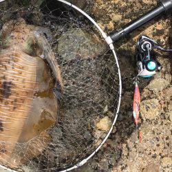 サイトエギングで良型ゲット‼️